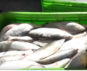 Директора ряда филиалов Национального парка “Севан”, злоупотребляя должностными полномочиями и в обмен на взятку, разрешили незаконный улов рыбы “сиг”